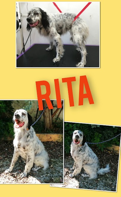 DOGTIF, Toiletteur pour Animaux à La Bastide-sur-l'Hers