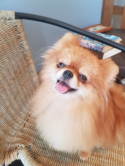 Au Bien être Des Chiens, Toiletteur pour Animaux à Rioz