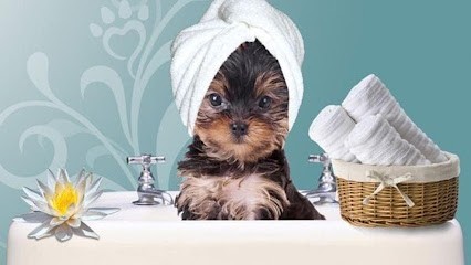 Saint-Lo Toilettage Depuis 1994, Toiletteur pour Animaux à Saint-Lô