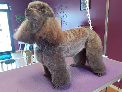 ASTUS CANINE, Toiletteur pour Animaux à Sérent