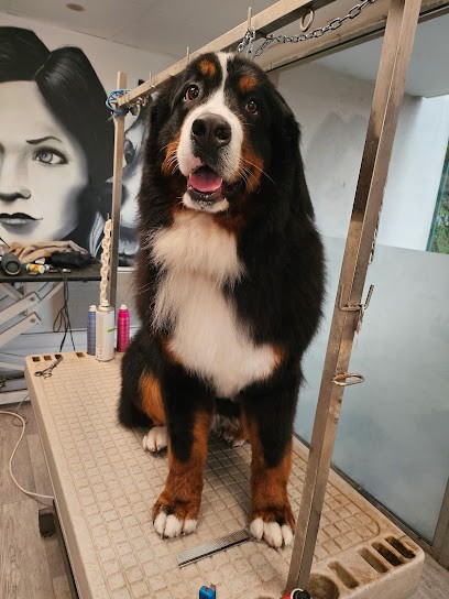 Toilettage Plutôt-Chic, Toiletteur pour Animaux à Saint-Julien-en-Genevois