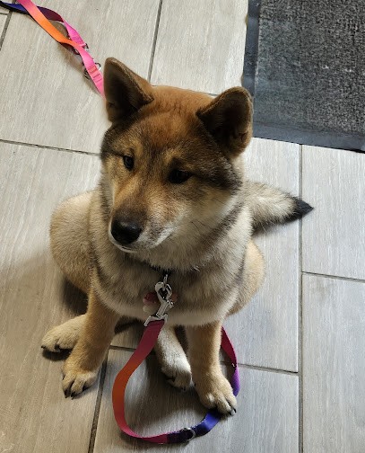 Boum pat' à plouf, Toiletteur pour Animaux à Erre