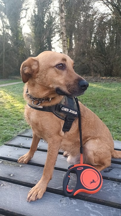 au chien chic, Toiletteur pour Animaux à Beaurains