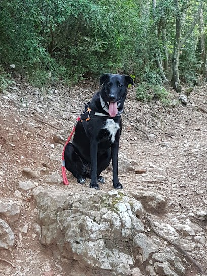 Dogs And Co, Toiletteur pour Animaux à Entraigues-sur-la-Sorgue