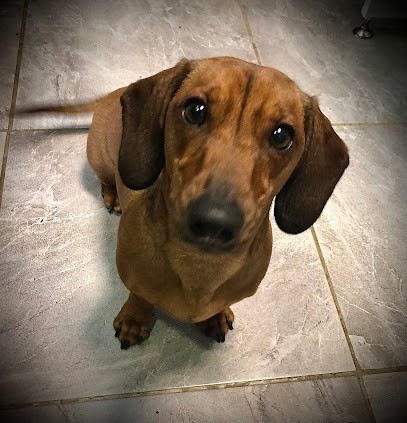 A L Eau Toutou, Toiletteur pour Animaux à Saint-Laurent-de-la-Salanque