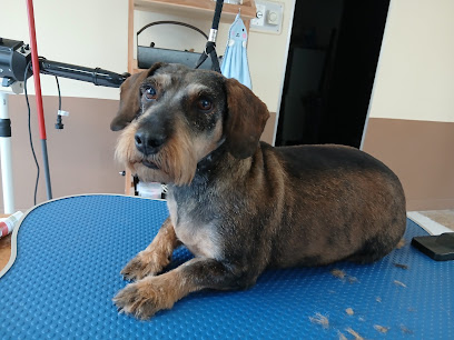 Bon Chien Bon Chat Toiletteur Pour Animaux à Laignes