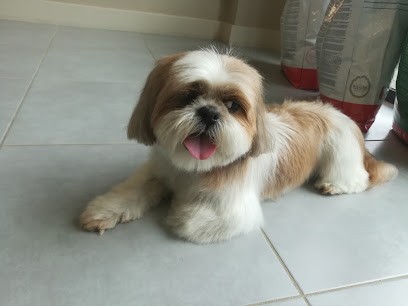 Ici ça Baigne, Toiletteur pour Animaux à La Garnache