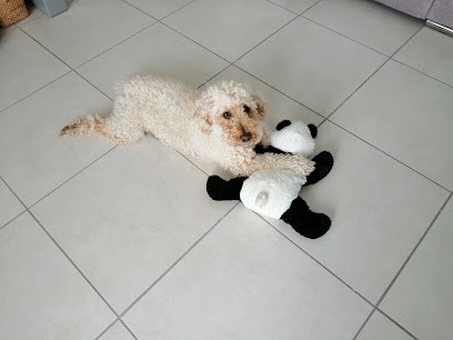 BIGOUDI-TOUTOU, Toiletteur pour Animaux à Anglet