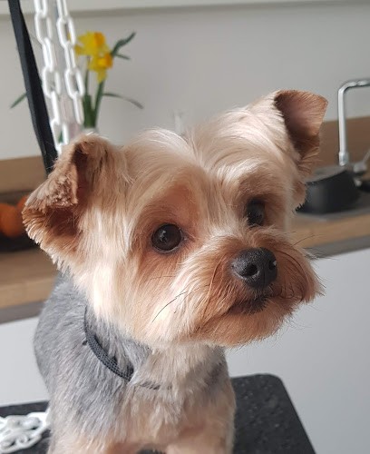 Aux pattes chics, Toiletteur pour Animaux à Trélazé