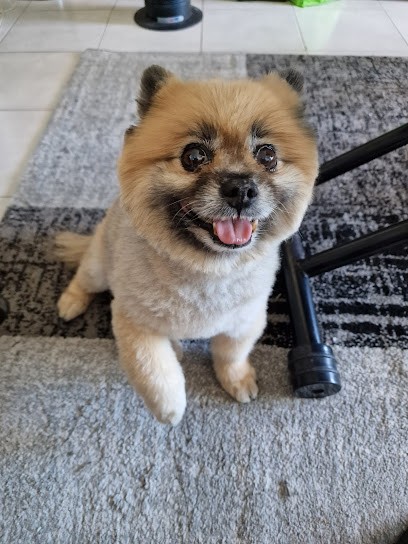 Au Rendez-vous Des Chiens Chics, Toiletteur pour Animaux à Sète