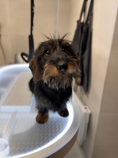 Aux Petites Pattounes Toiletteur Pour Animaux à Lille