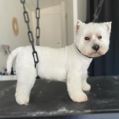 Atelier Canin, Toiletteur pour Animaux à Margaux-Cantenac