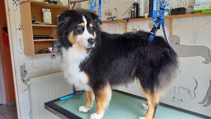 Idéal Canin, Toiletteur pour Animaux à Sayat