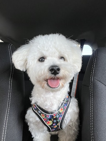 Beauté Canine, Toiletteur pour Animaux à Saint-Marcel