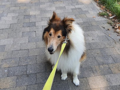Comme Chien Et Chat, Toiletteur pour Animaux à Villeneuve-d'Ascq