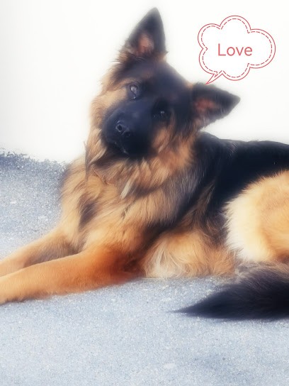 La Main À La Patte, Toiletteur pour Animaux à Montlhéry