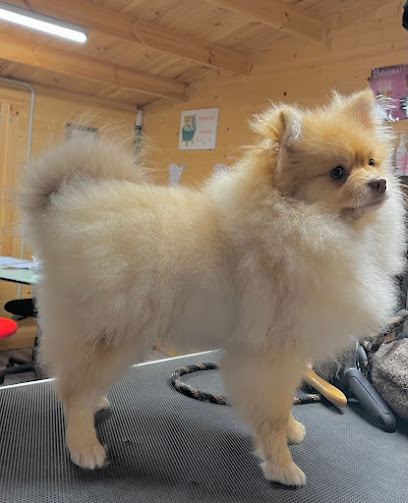 Toilettage Toutou's Propre, Toiletteur Pour Animaux à Orgueil