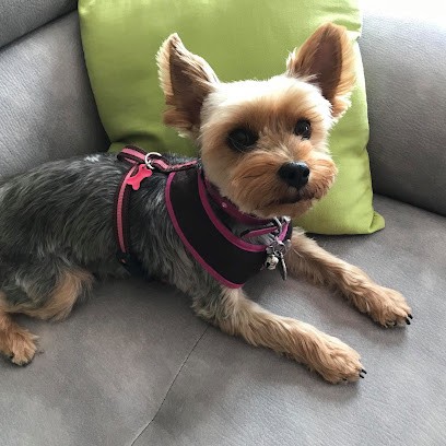 Élégance Canine - Toilettage des petits et moyens gabarits, Toiletteur pour Animaux à Pertuis