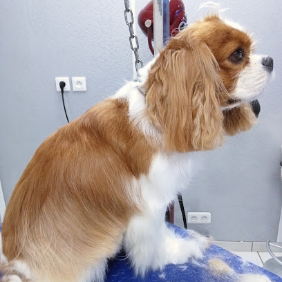 Noms D Un Chien ! Toiletteur Pour Animaux à Redon