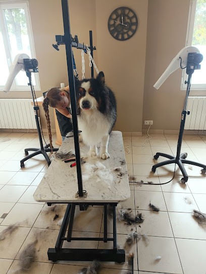 Chic & Dogs, Toiletteur pour Animaux à Saint-Alban