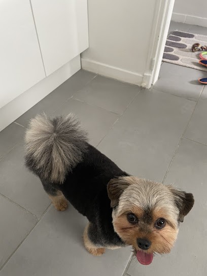 Le Mil' Pat, Toiletteur pour Animaux à Villenave-d'Ornon