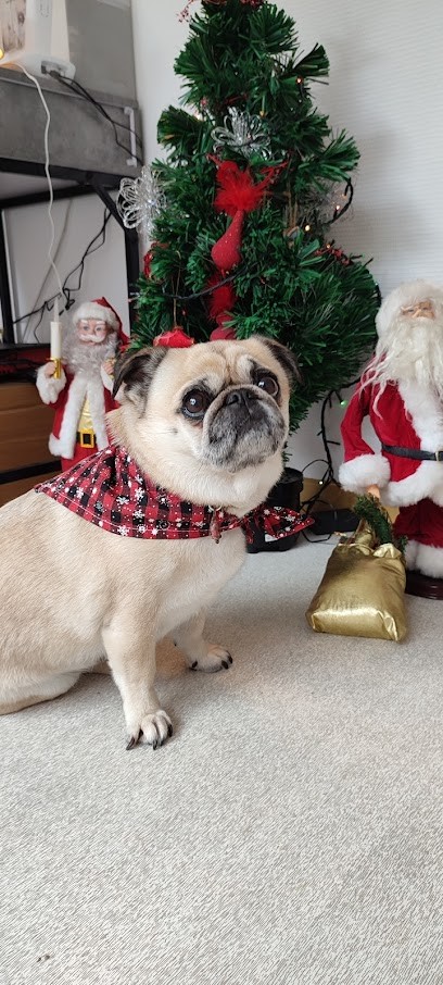 Atout Poils, Toiletteur pour Animaux au Bugue