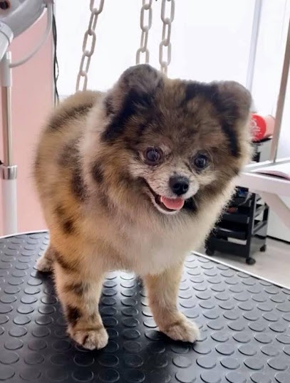 DOG BEAUTY, Toiletteur pour Animaux à Saint-Quentin