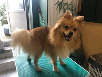 Tous Poils, Toiletteur pour Animaux à Lillebonne