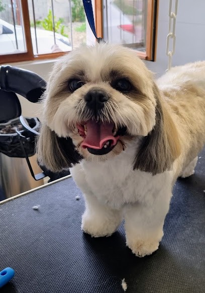 Univers Canin, Toiletteur pour Animaux à Rochemaure