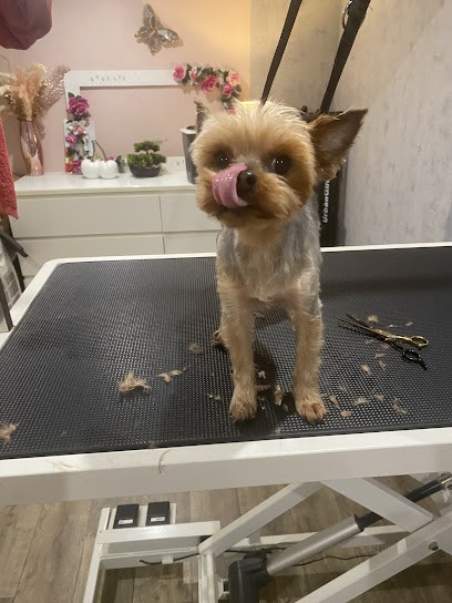 Happy dog, Toiletteur pour Animaux à Bétheny