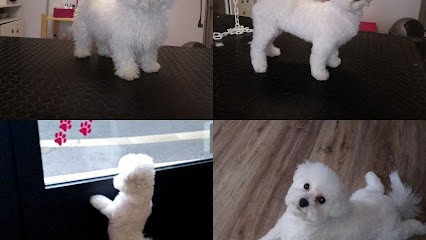 Elo Pet's, Toiletteur pour Animaux à Montmarault