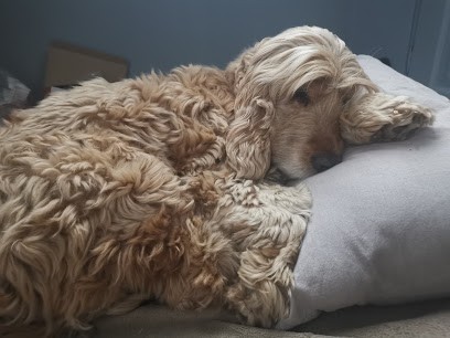 Kat'pat Toilettage, Toiletteur pour Animaux à Lunéville