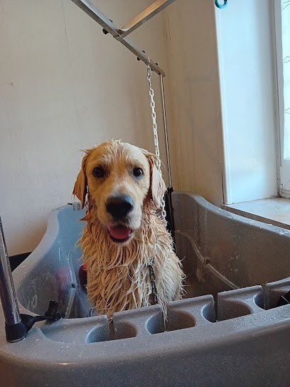 Toilettage canin, Toiletteur pour Animaux à Gros-Réderching