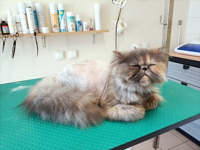 SELFI ET COMPANIE, Toiletteur pour Animaux à Baugy