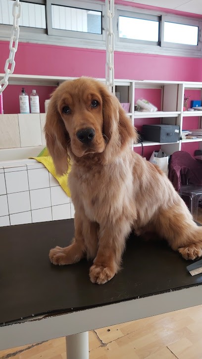 Adorables Toutous, Toiletteur pour Animaux à Troyes