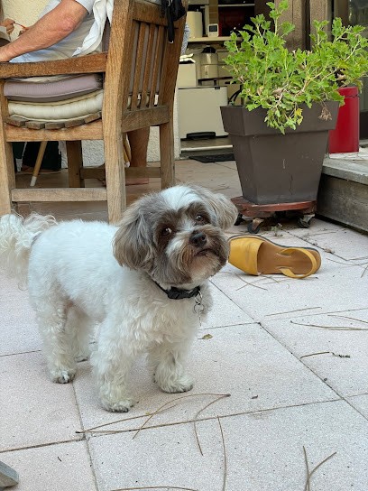 Country Dogs, Toiletteur pour Animaux à La Teste-de-Buch