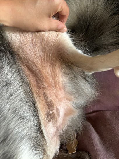 Archibo, Toiletteur pour Animaux à Landerneau