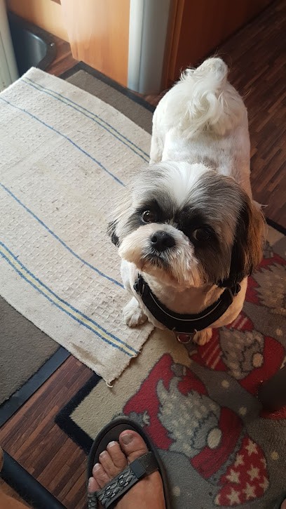 Dog Patrouille, Toiletteur pour Animaux à Saint-Jean-Pla-de-Corts