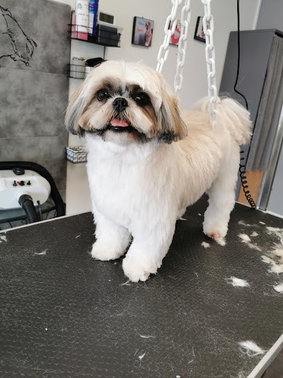 Séduction Canine, Toiletteur pour Animaux à Saint-Genest-d'Ambière