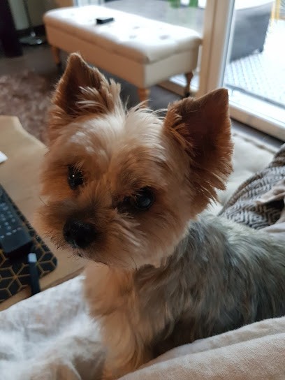 Scoubi Douch, Toiletteur pour Animaux à Mérignac