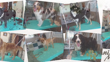 Anima Mouss', Toiletteur pour Animaux à Rouillac