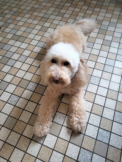 Central Ecole Du Chien, Toiletteur pour Animaux à Bracieux