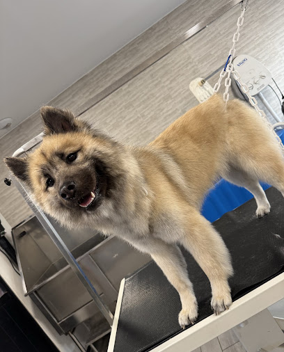 Snk Toilettage Toiletteur Pour Animaux à Pont-à-Vendin