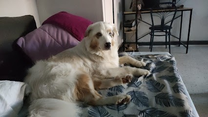 TRESOR CANIN, Toiletteur pour Animaux à Torcenay