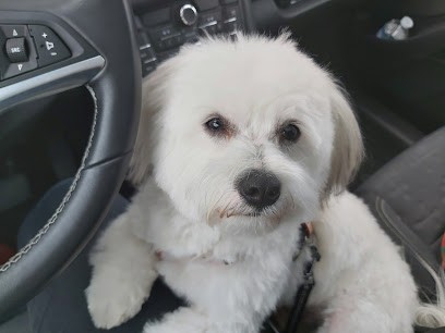 Un Amour De Chien, Toiletteur pour Animaux à Saintes