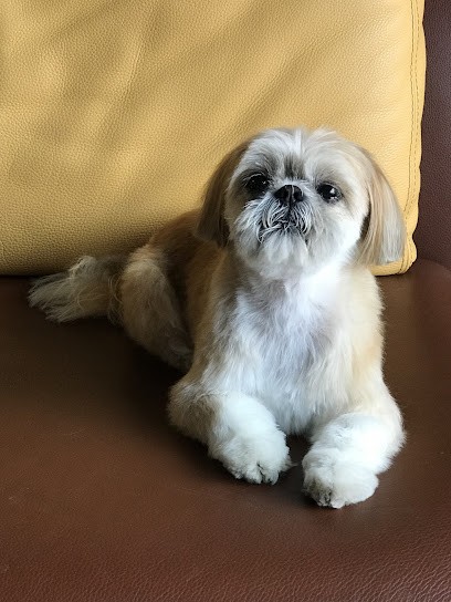 Salon De Toilettage - Truffe & Babines, Toiletteur pour Animaux à Sélestat