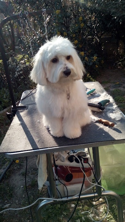 Les Chiens dans l' Vent / Ciska Schenk, Toiletteur pour Animaux à Rognes