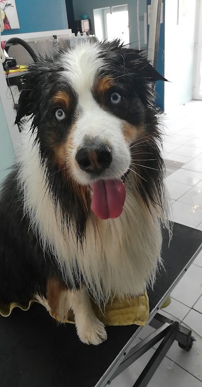 Toutou Coiff, Toiletteur pour Animaux à Wimereux