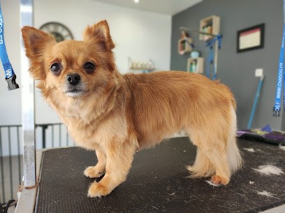 Au petit Baigneur, Toiletteur pour Animaux à Bourbourg