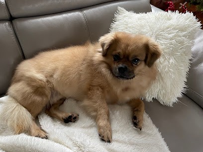 Cat And Dog, Toiletteur pour Animaux à Serris